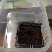 Gorilla Z Auto