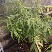 Pineapple Express