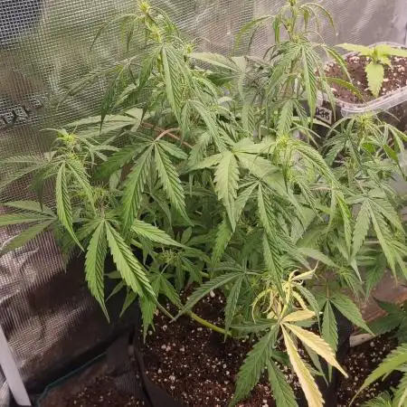 Pineapple Express
