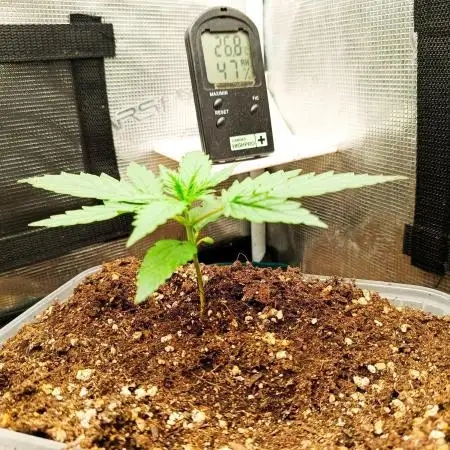 Canna Community Project