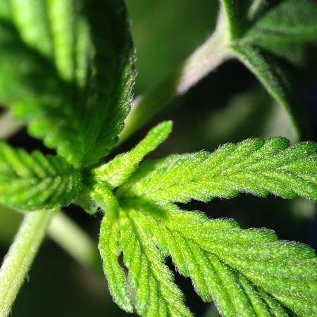 Dutch Passion Competition Orange Bud 2.0