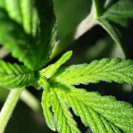 Dutch Passion Competition Orange Bud 2.0
