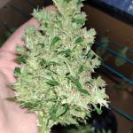 GG#4 by Fastbuds