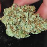 Brain Candy by FastBuds DWC Hydro