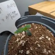 First Grow (Outdoor Autos UK)