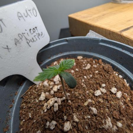 First Grow (Outdoor Autos UK)