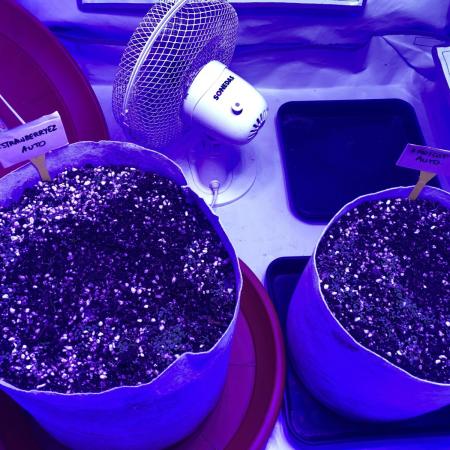 Living Soil Grow 26