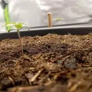 Super Lemon haze Auto