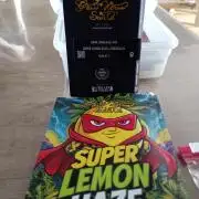 Super Lemon haze Auto