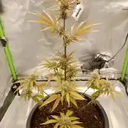 Super Lemon haze Auto