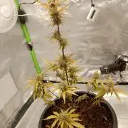 Super Lemon haze Auto