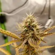 Super Lemon haze Auto