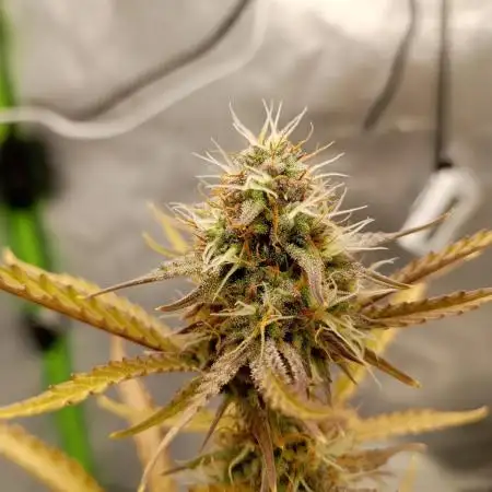 Super Lemon haze Auto