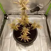 Super Lemon haze Auto