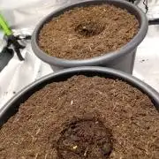 Super Lemon haze Auto