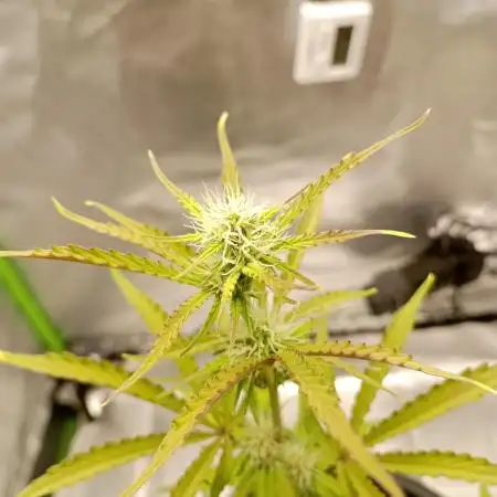 Super Lemon haze Auto