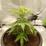 Super Lemon haze Auto