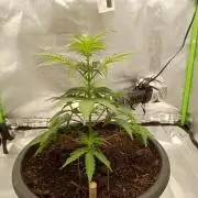 Super Lemon haze Auto