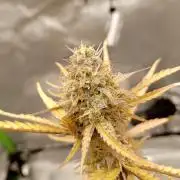 Super Lemon haze Auto