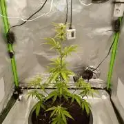Super Lemon haze Auto