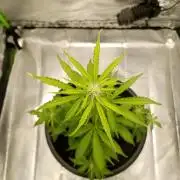 Super Lemon haze Auto
