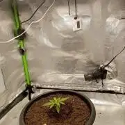 Super Lemon haze Auto