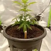Super Lemon haze Auto