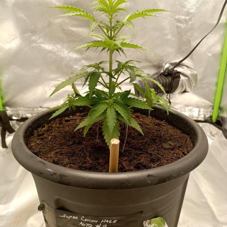 Super Lemon haze Auto