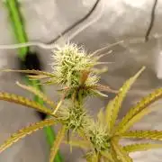 Super Lemon haze Auto