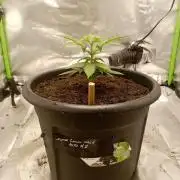 Super Lemon haze Auto