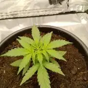 Super Lemon haze Auto