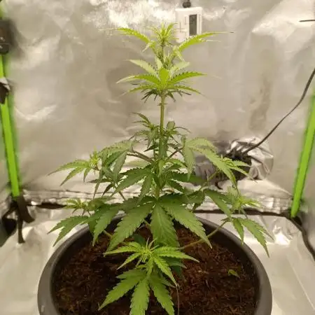 Super Lemon haze Auto