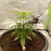 Super Lemon haze Auto