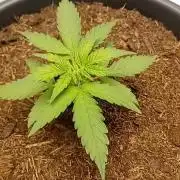 Super Lemon haze Auto