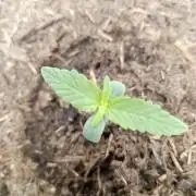 Super Lemon haze Auto