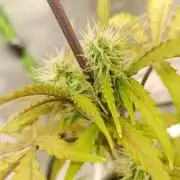 Super Lemon haze Auto