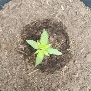 Super Lemon haze Auto
