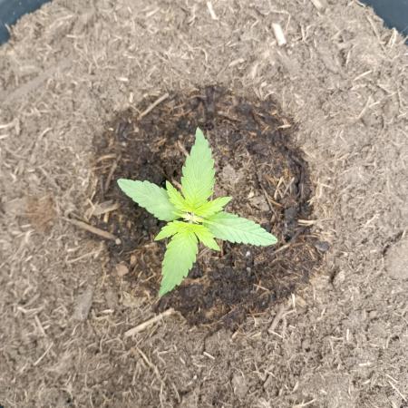 Super Lemon haze Auto