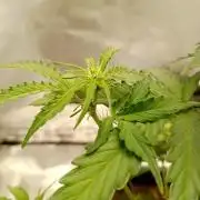 Super Lemon haze Auto