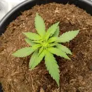 Super Lemon haze Auto