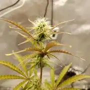 Super Lemon haze Auto