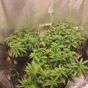 White Widow e Durban Poison
