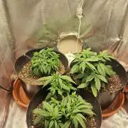 White Widow e Durban Poison