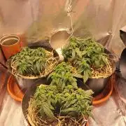 White Widow e Durban Poison