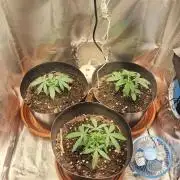 White Widow e Durban Poison