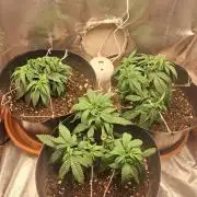 White Widow e Durban Poison