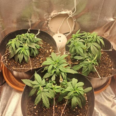 White Widow e Durban Poison