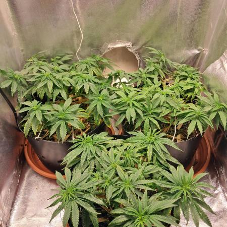 White Widow e Durban Poison