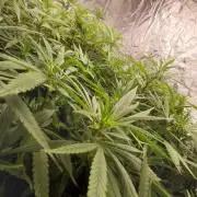 Attack of the clones!