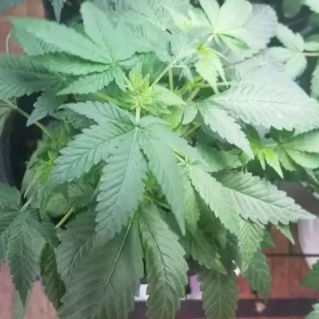 First years growing 